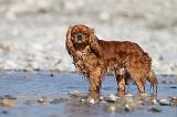 CAVALIER KING CHARLES 235